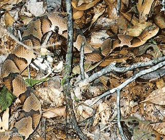 The North American Copperhead snake is another snake which has excellent camouflage in fallen leaves. Photo: www.adventureclassroon.org.