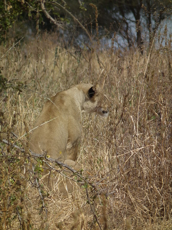 The lions have better camouflage. Tanzania. Photo: Nevit Dilmek Wikimedia.